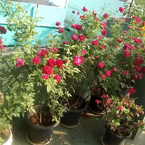 https://heavenly-homestay.kerala-hotels.net